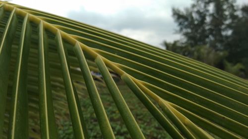 Low angle view of palm leaves against sky