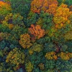 Full frame shot of yellow flowers