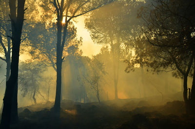 Low angle view of smoke in forest