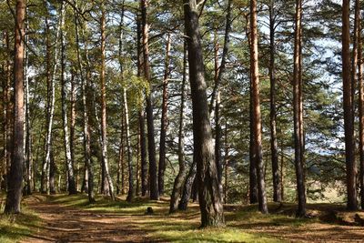 Trees in forest