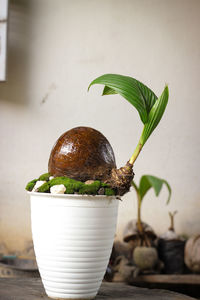 Close-up of potted plant on table