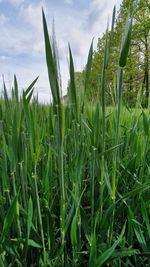 Close-up of crops growing on field against sky