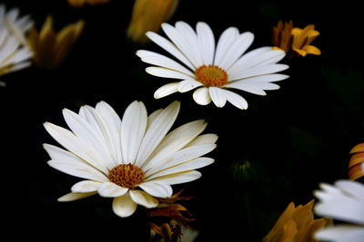 Close-up of white daisy flowers