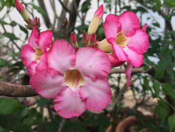 Close-up of pink flowers blooming outdoors