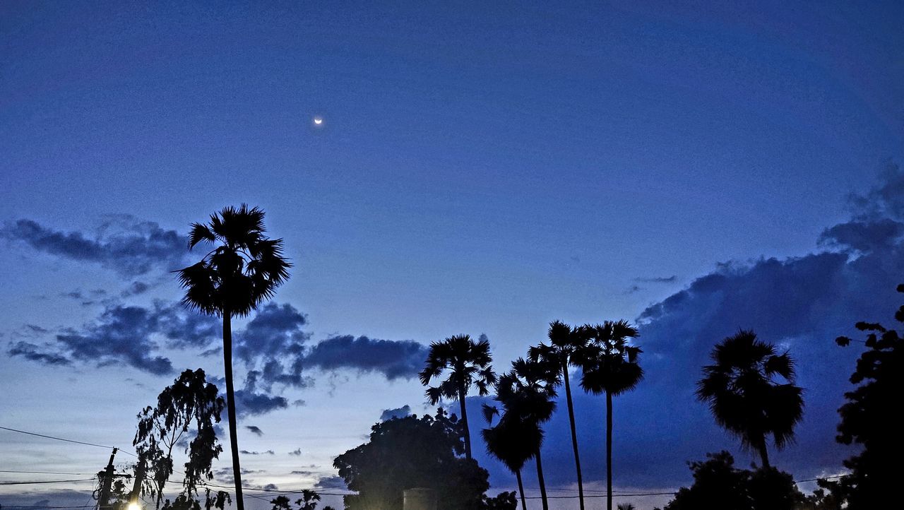 LOW ANGLE VIEW OF SILHOUETTE TREES AGAINST SKY