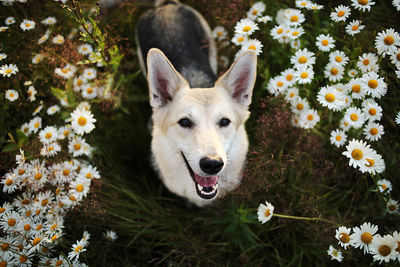 Portrait of white dog