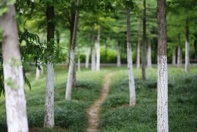 Trees on field in forest