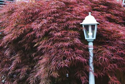 Low angle view of trees