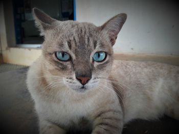 Close-up portrait of a cat