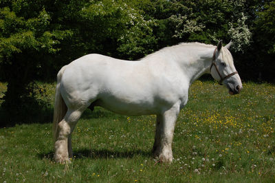 Draft horse broodmare on a green pasture.