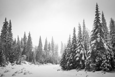 Pine trees in snow covered forest against sky