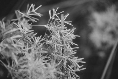 Close-up of plants