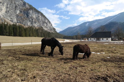 Horses standing in a field