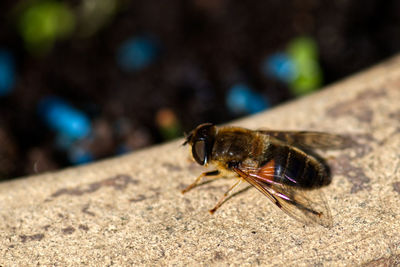 Close-up of insect on rock
