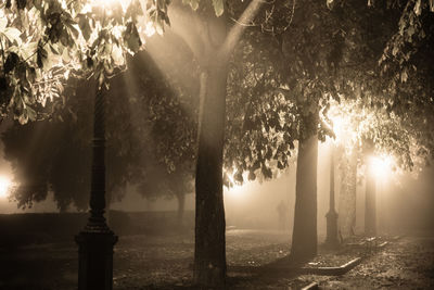 Trees in foggy weather