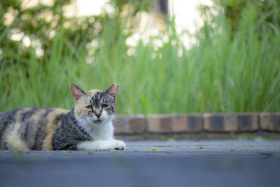 Portrait of cat resting on plants outdoors