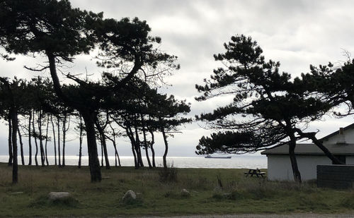 Trees on field against sky