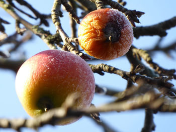 Close-up of fruit growing on tree