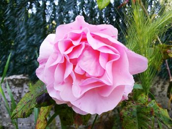 Close-up of pink rose