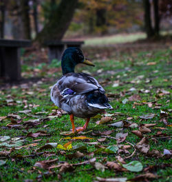 Bird on a field