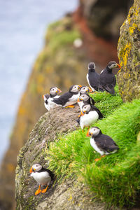 Close up view of the beautiful puffins, fratercula,mykines island, faroe islands. high quality photo