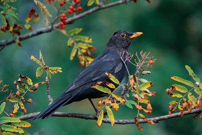 Close-up of bird perching on tree