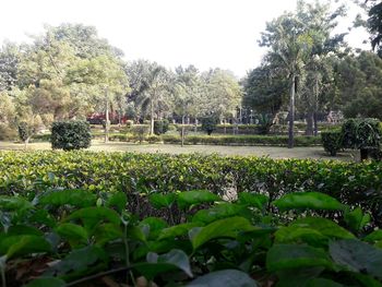 Flowering plants and trees on field against sky