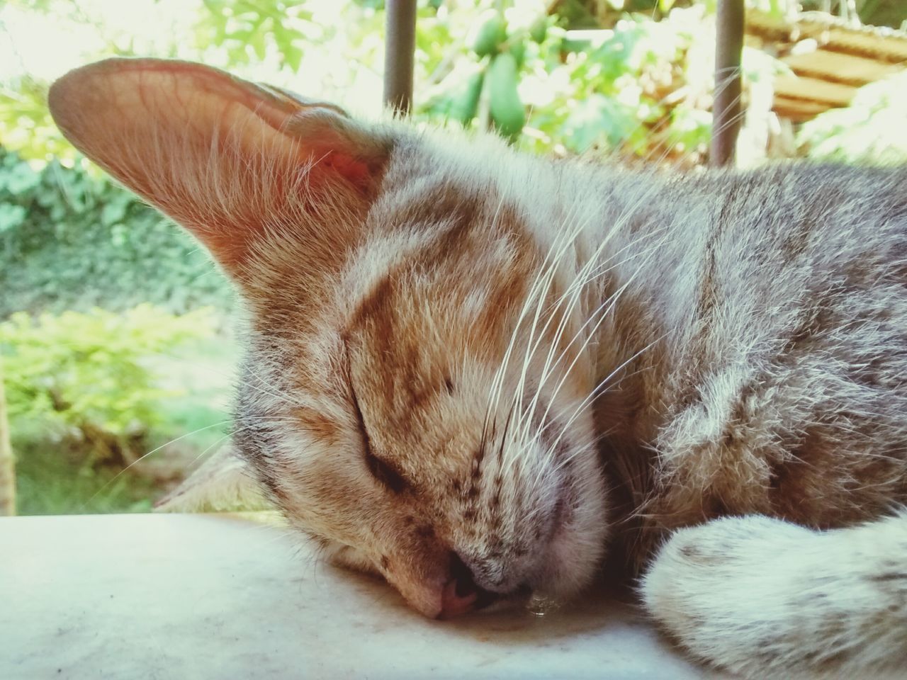 domestic cat, mammal, animal themes, cat, domestic animals, feline, one animal, pets, whisker, relaxation, close-up, sleeping, resting, eyes closed, lying down, focus on foreground, animal head, no people, day, indoors