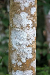 Close-up of tree trunk