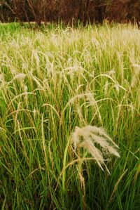 Plants growing on grassy field