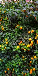 Full frame shot of orange flowering plants