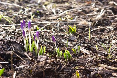 Close-up of purple crocus on field