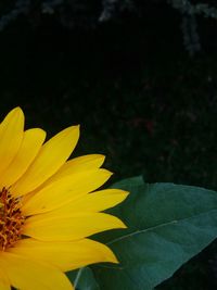 Close-up of yellow flower