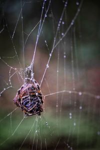 spider web