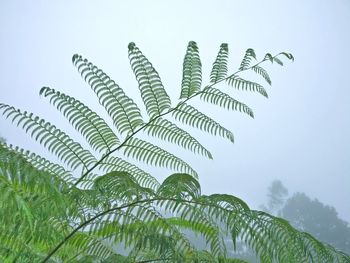 Low angle view of palm tree leaves against sky