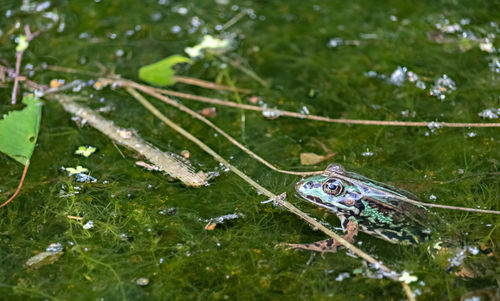 High angle view of frog swimming in lake