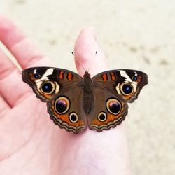 Close-up of butterfly on hand