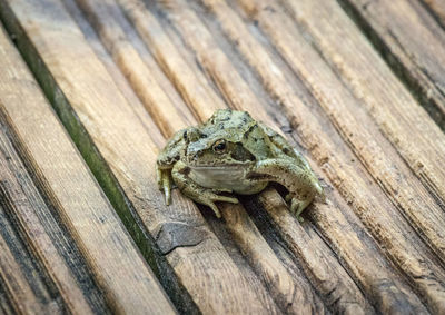 High angle view of frog on wood