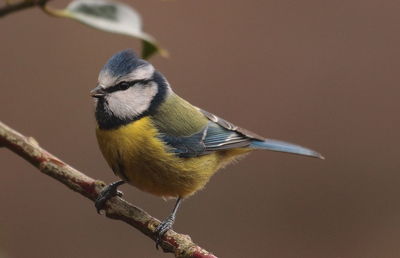 Close-up of bird perching outdoors