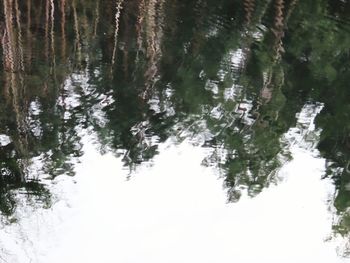 Reflection of trees in water