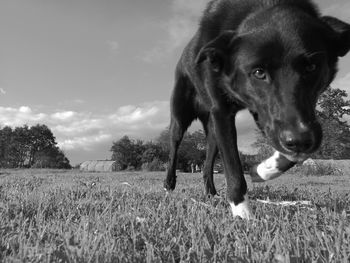 Close-up of dog running on field against sky