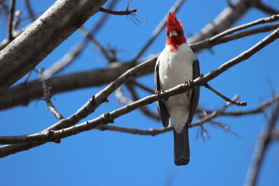 Low angle view of bird perching on tree