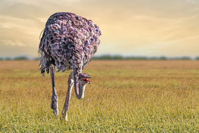 View of an ostrich on field