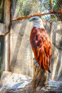 Close-up of bird perching on a tree