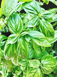 Close-up of fresh green plant