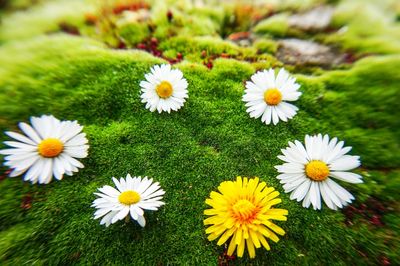 Close-up of white daisy flowers on field