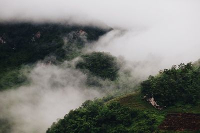 Scenic view of trees and mountains against sky