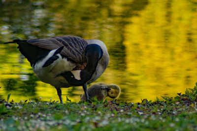 Geese in a lake