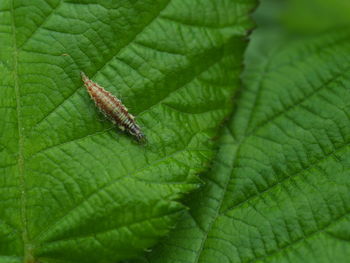 Close-up of insect on leaf