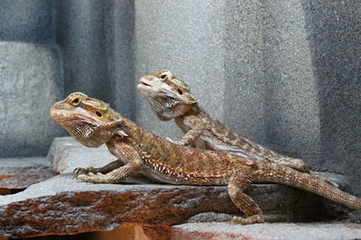 Close-up of lizard